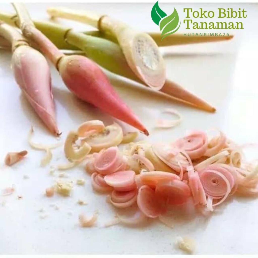 

SAYUR BUNGA HONJE KECOMBRANG PELENGKAP MASAKAN