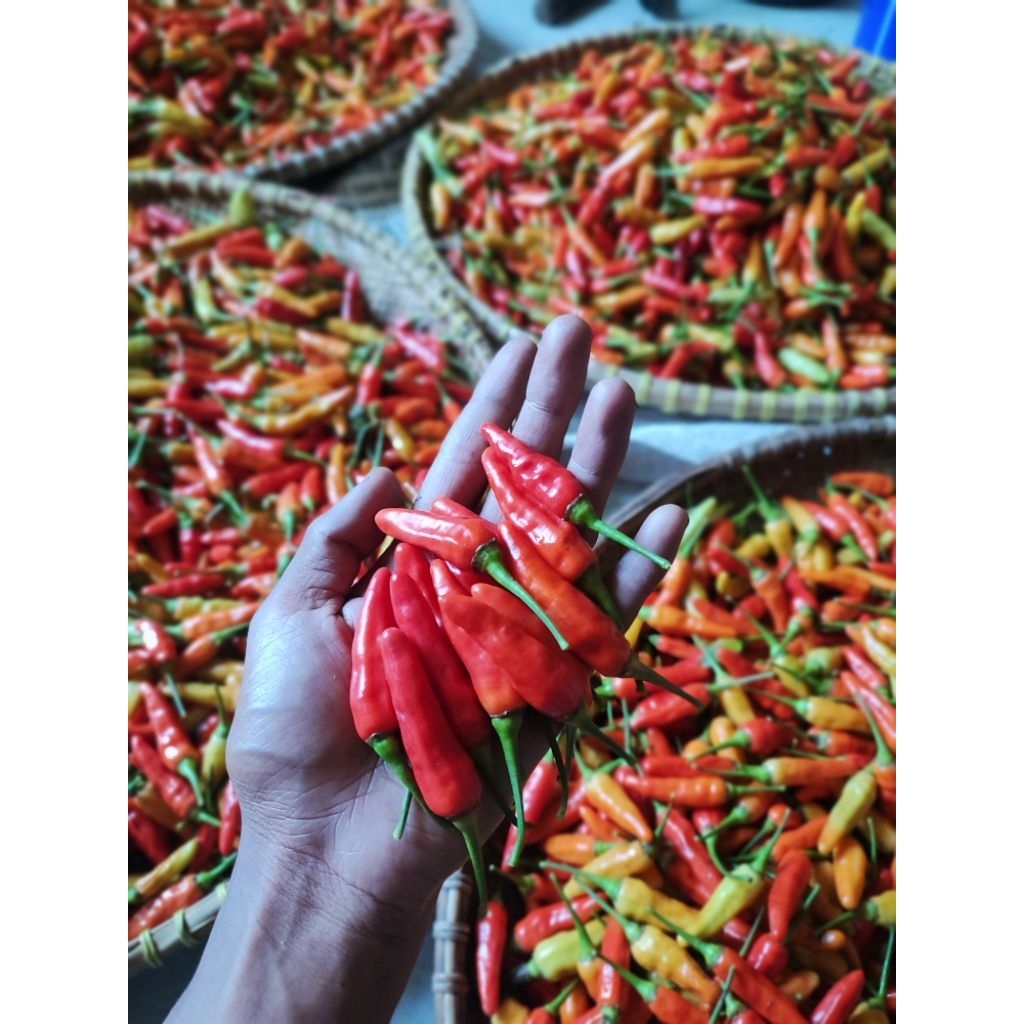 

CABE RAWIT SEGAR 100% ORI 212 PROMO BULAN INI KALIBER HARGA ECER GLOSIR BISA