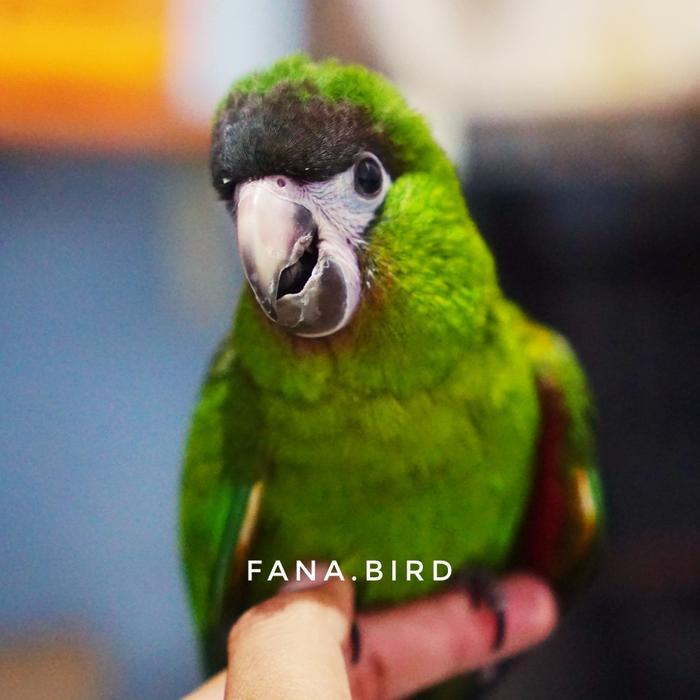 Baby Hahns Macaw Parrot Burung Paruh Bengkok