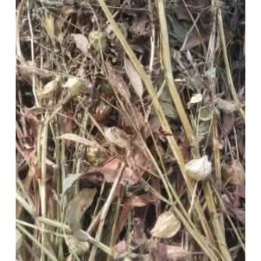 

Pohon ciplukan kering.. berat 500 gram