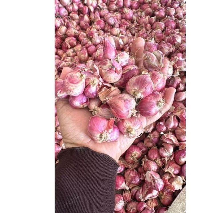 

Bawang Merah JUMBO 1kg