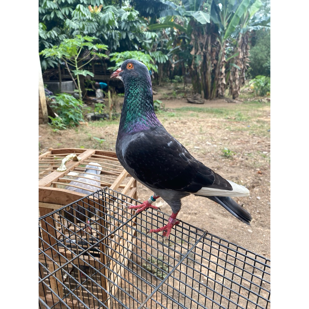 MERPATI BALAP SPRINT