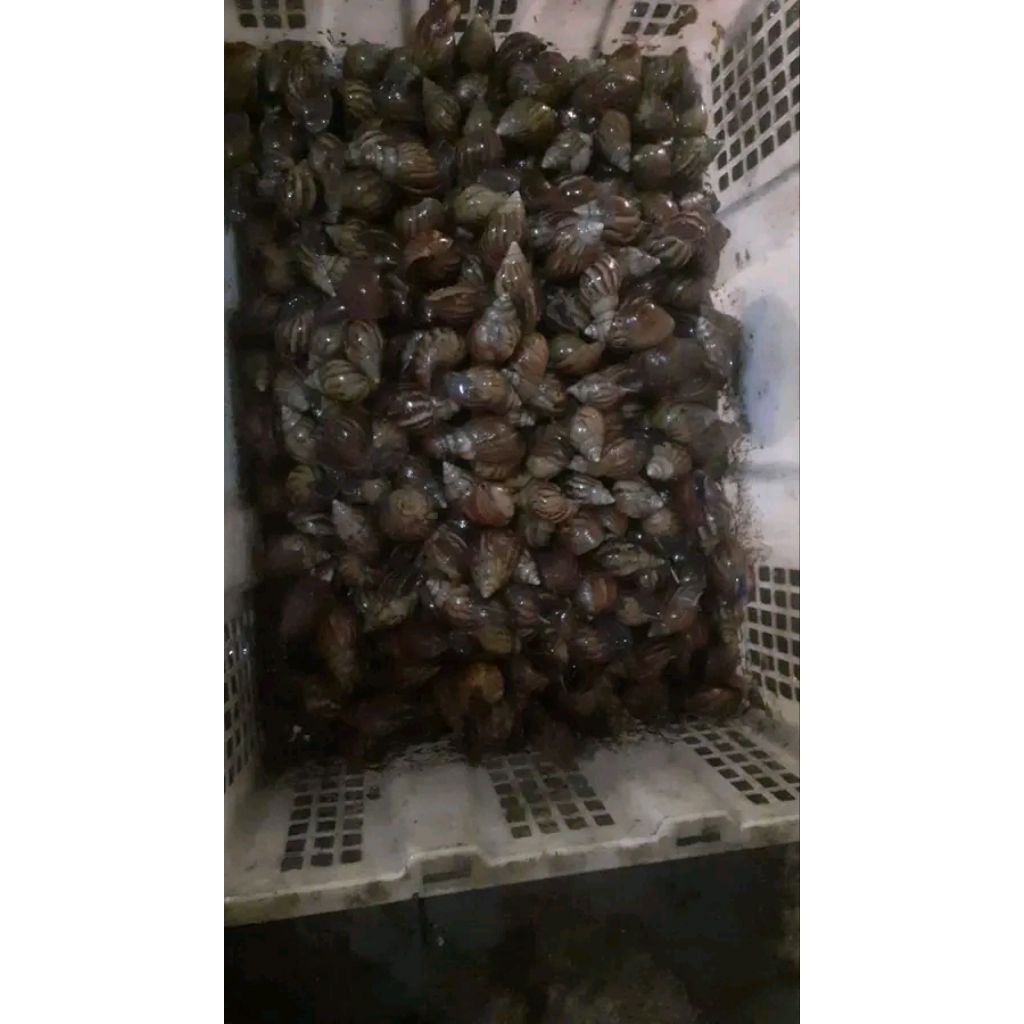 bekicot hidup berkualitas