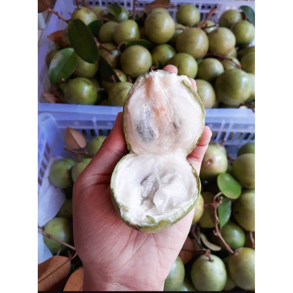 

SAWO SUSU/KENITU/SAWO KICIK/SAWO BELANDA Fresh dan Murah