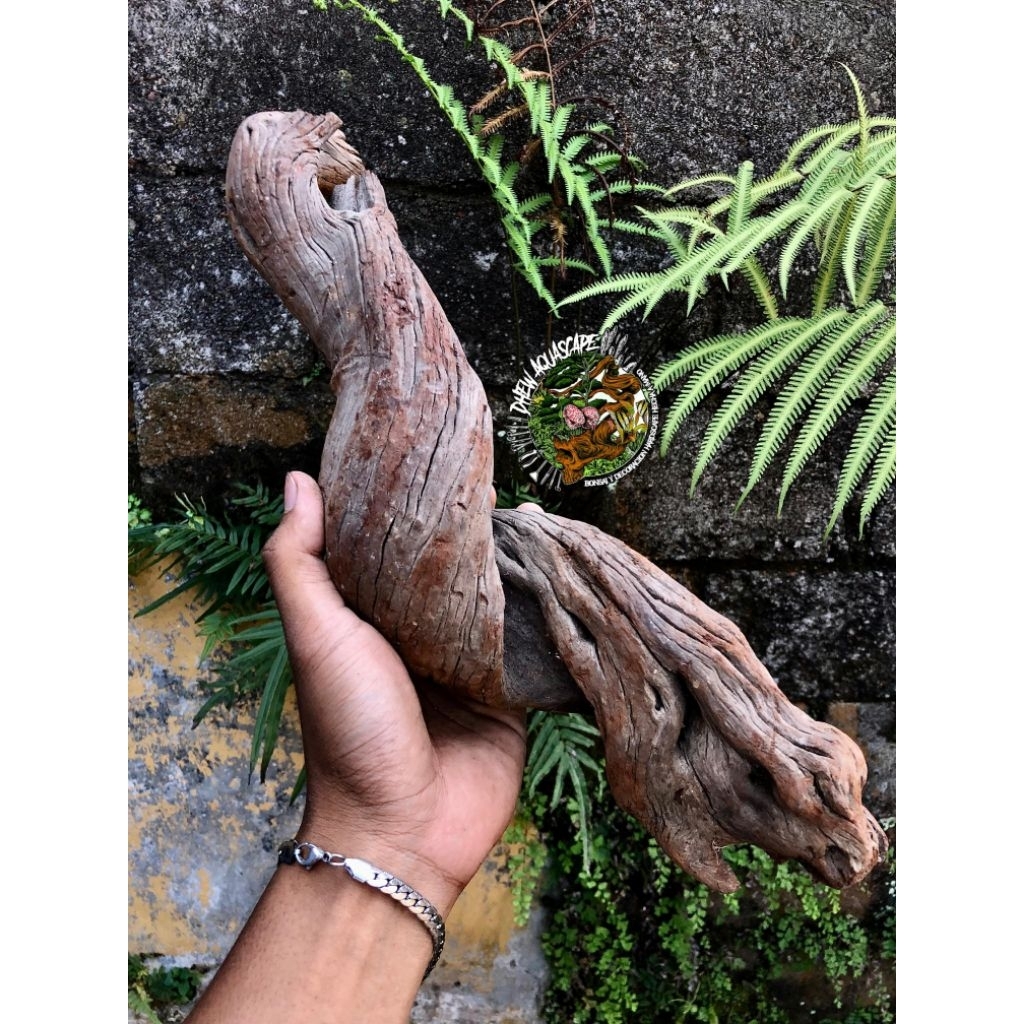 kayu santigi berkarakter hiasan aquascape aquarium kandang reptil kayu santigi gunung
