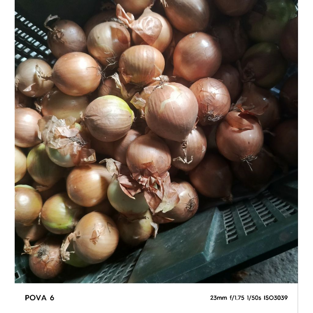 

jual bombay besar 5 kg