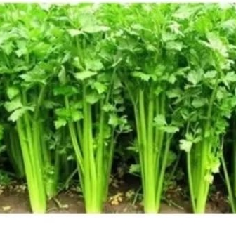 

jual tanamn seledri sayur, sudah berakar banyak