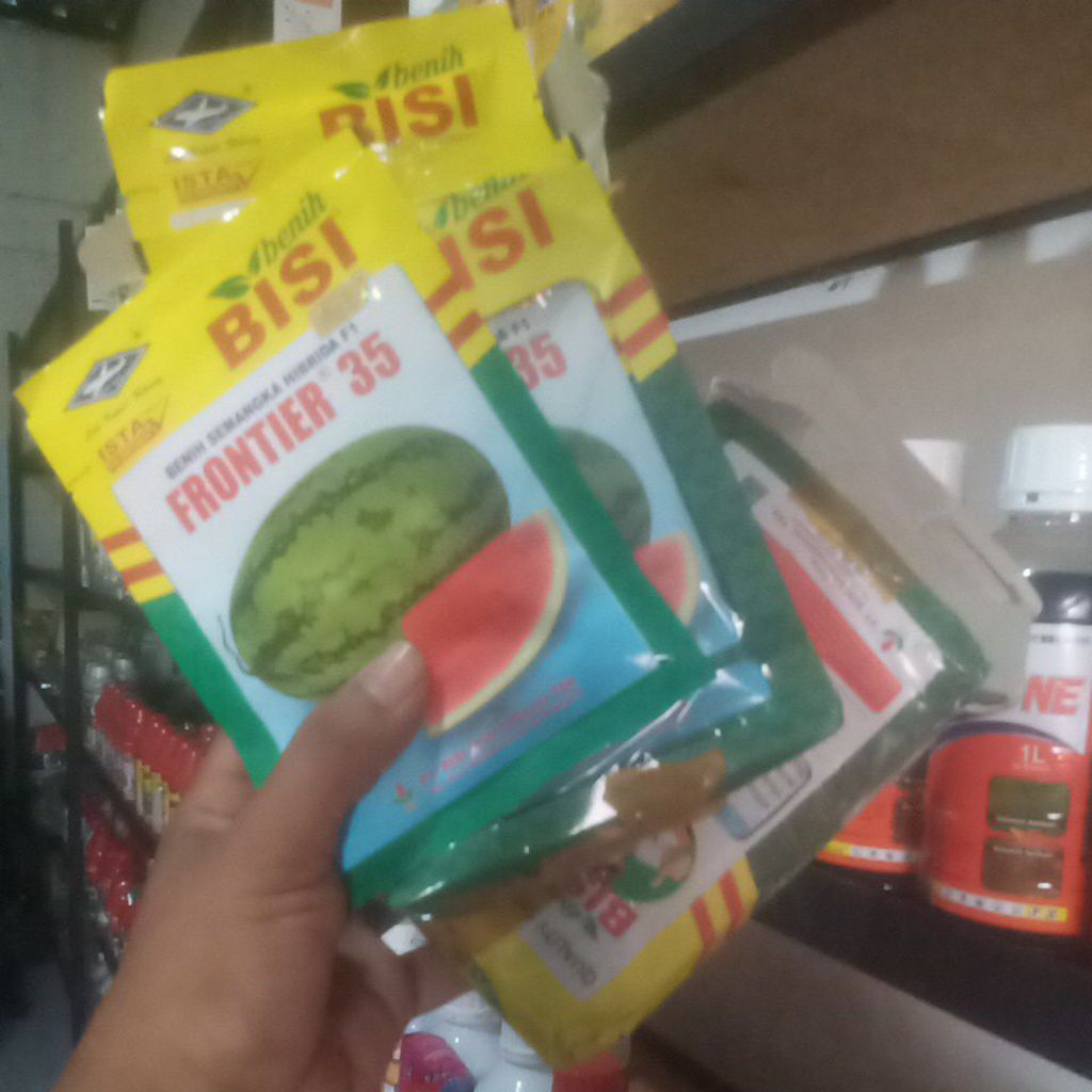 BENIH SEMANGKA PENGGANTI DIANA BANGKOK