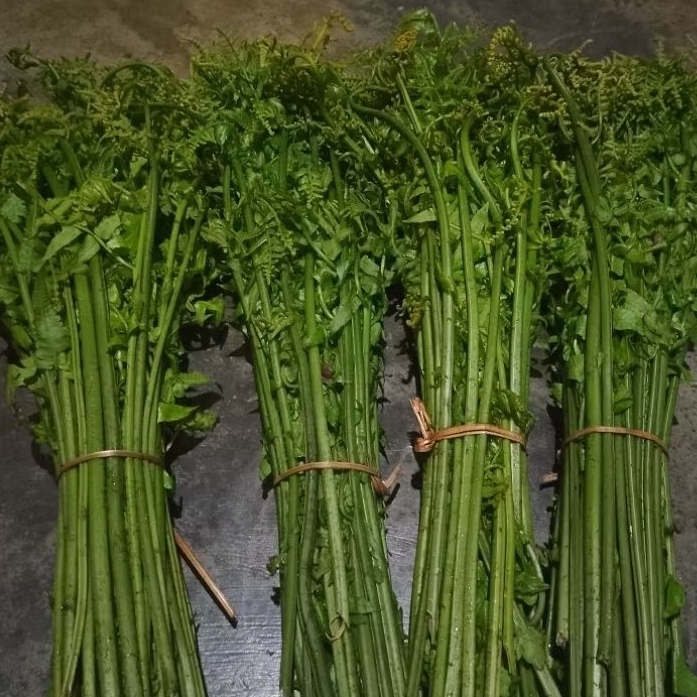 

makanan lejat pakis sayur segar per 1 ikat