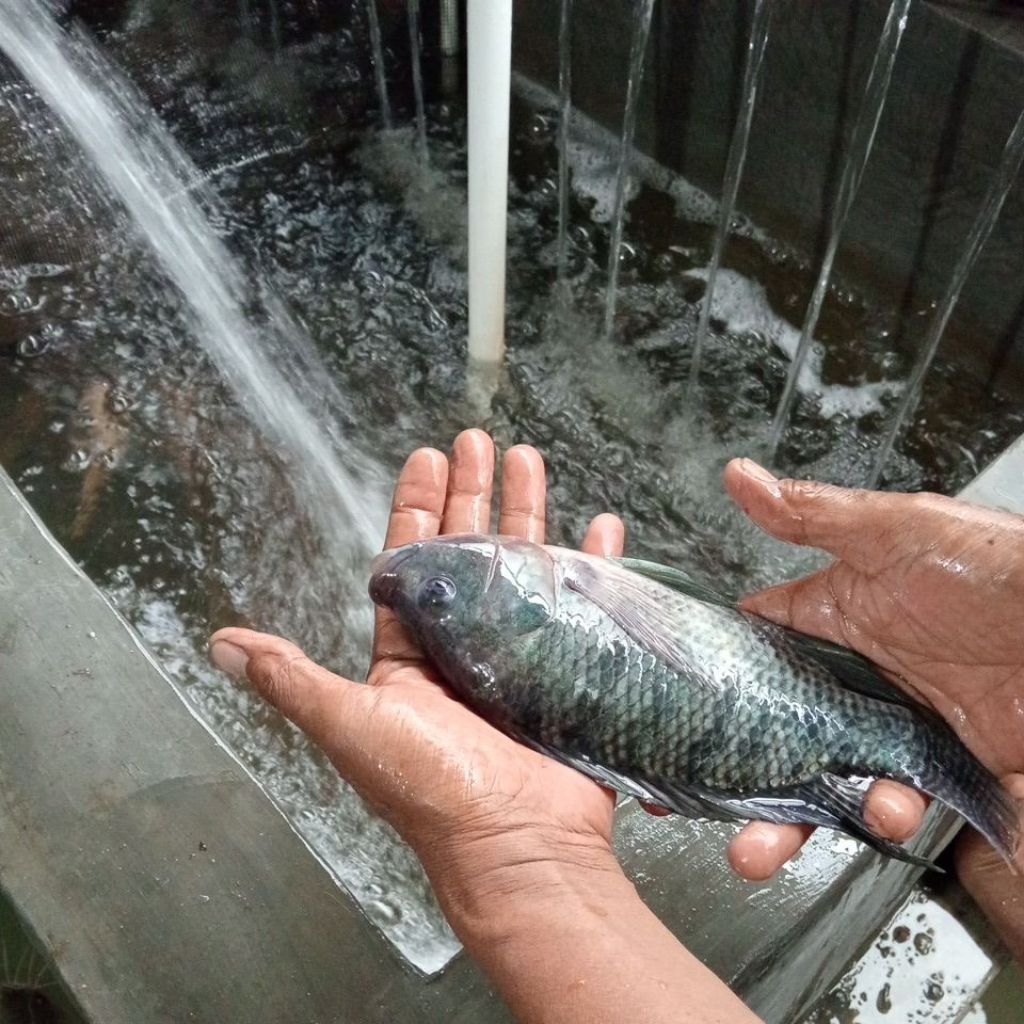 

Ikan Nila Hitam Segar isi 2/3/4/5 per Kg