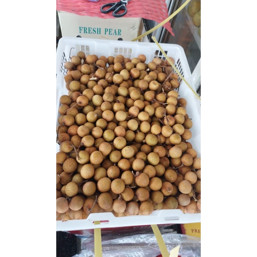 

kelengkeng bangkok jumbo