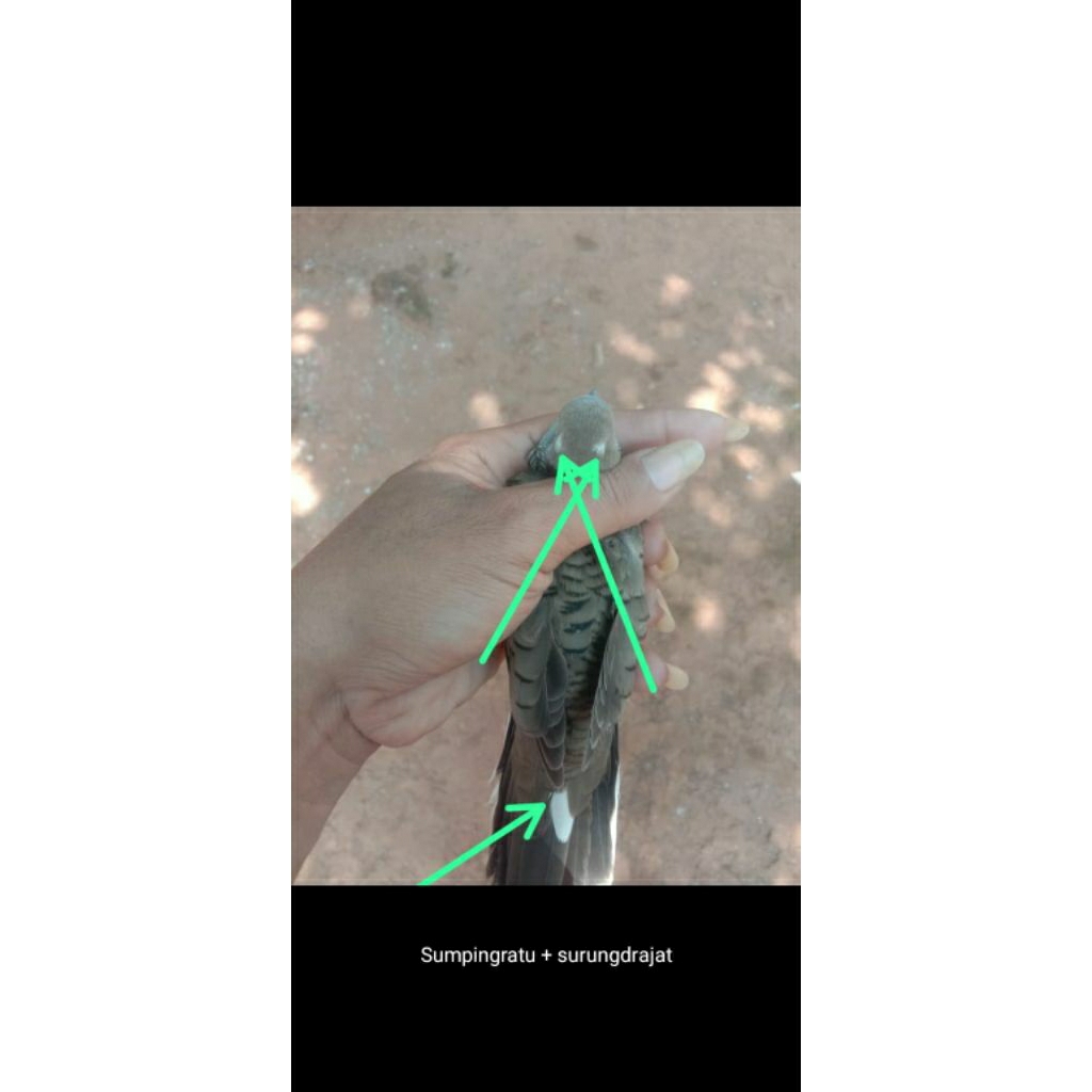 perkutut lokal alam katuranggan