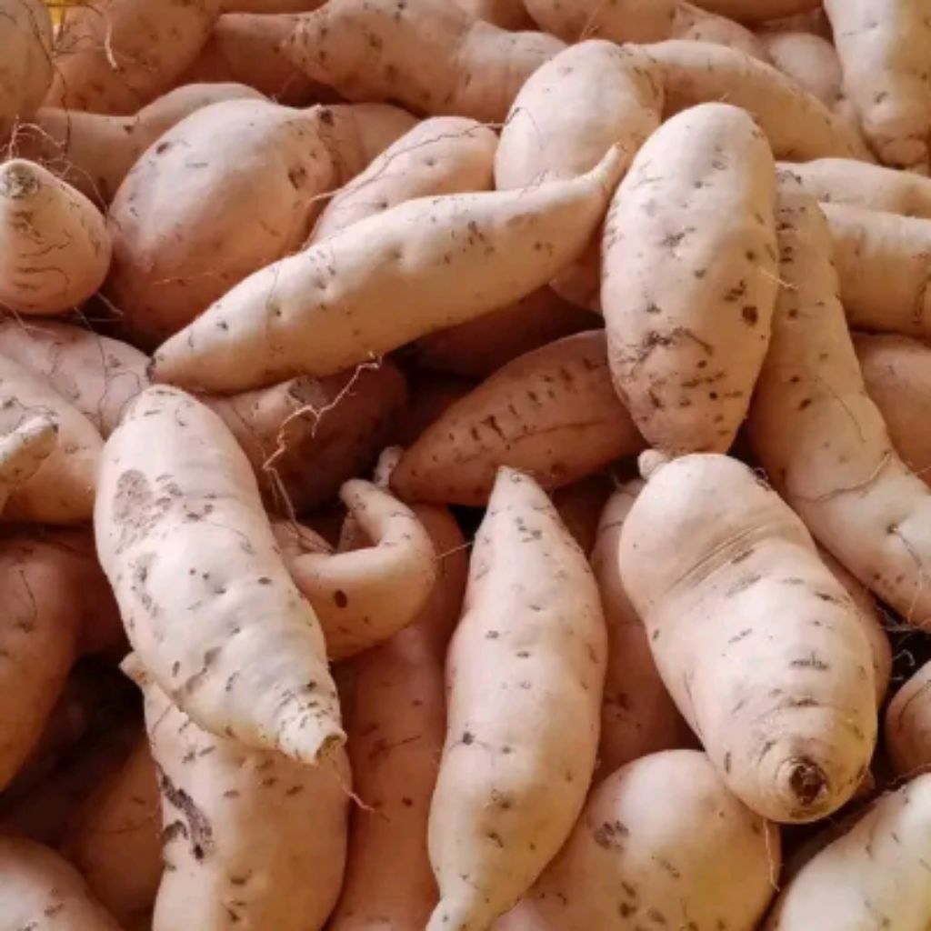 

Ubi madu 1 kg Cilembu kecil