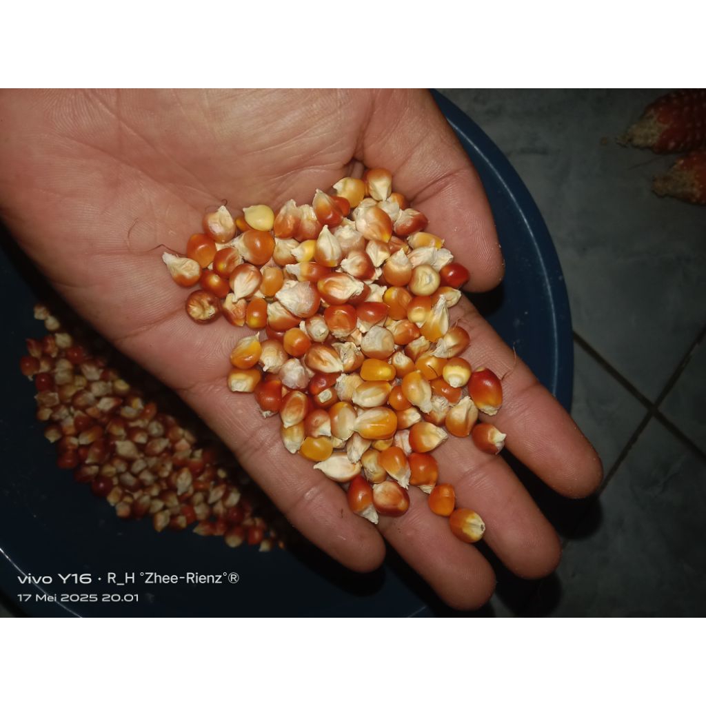 

JAGUNG PIPIL POCRON ASLI