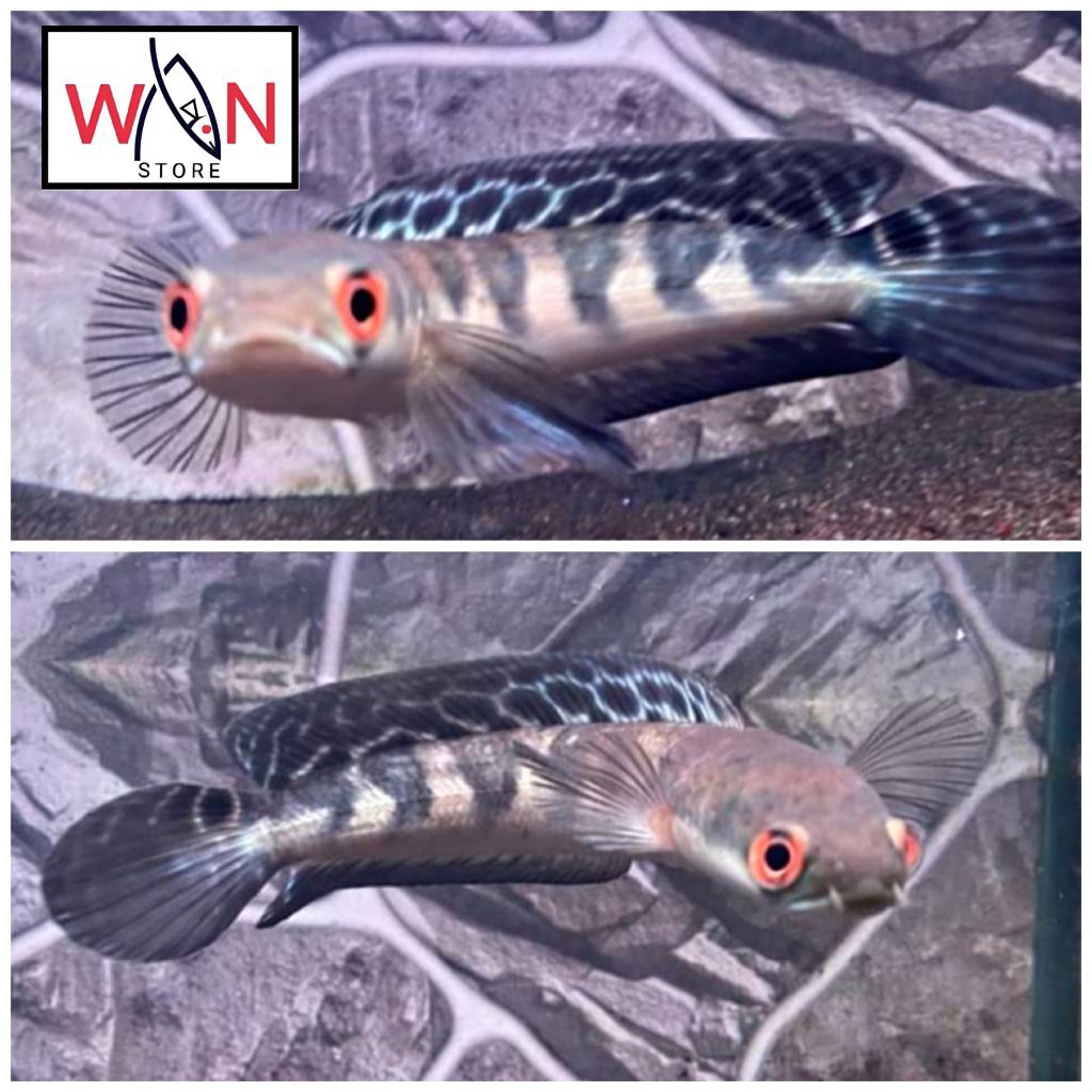 Maru riau kualitas +++