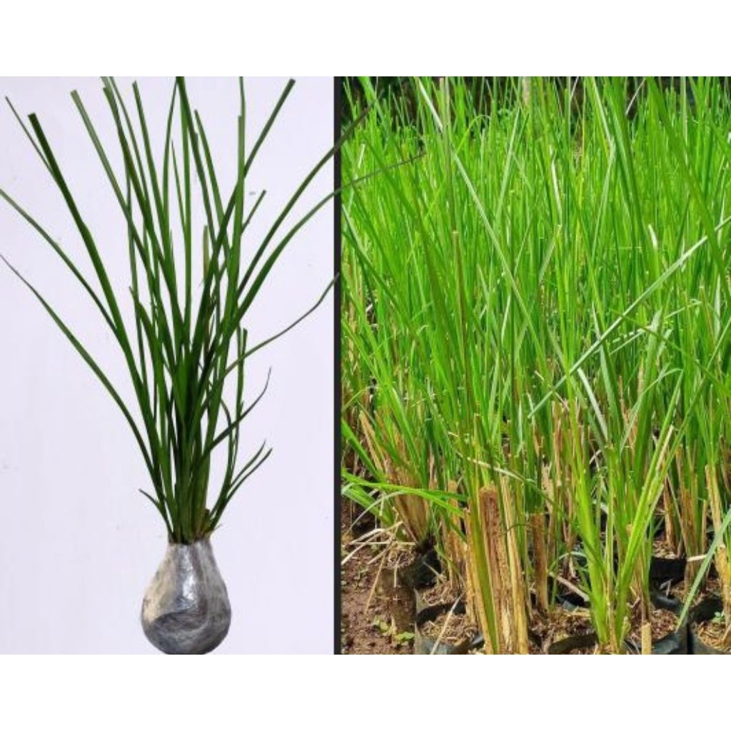 Bibit tanaman akar wangi