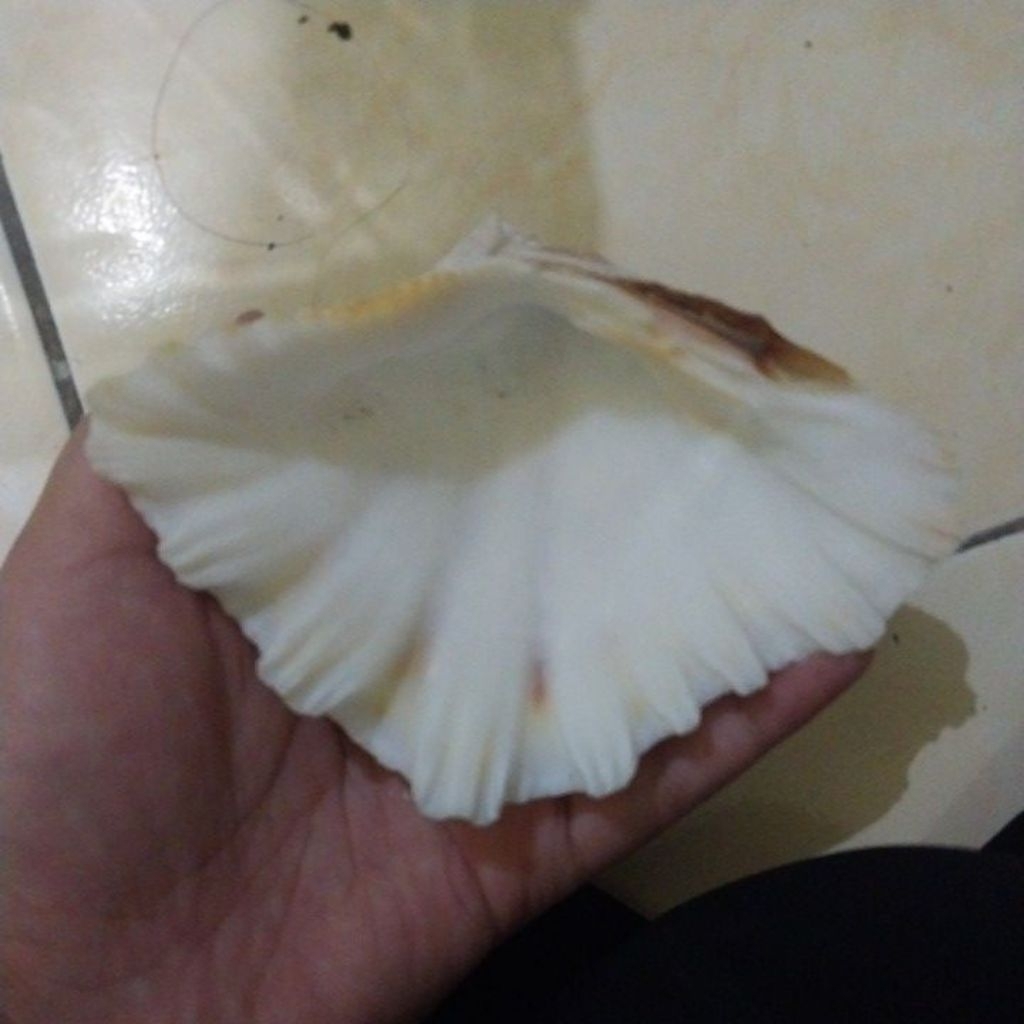 

Kerang asli untuk background produk
