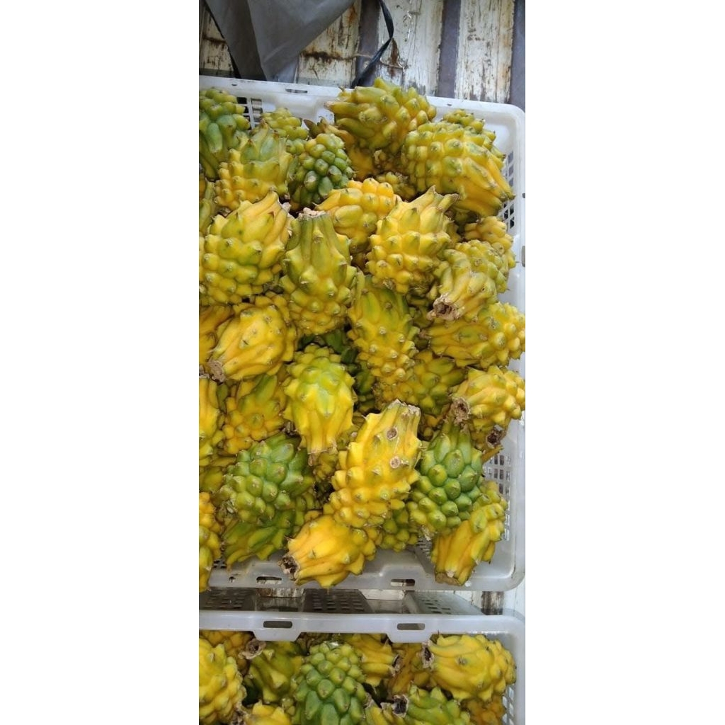 

BUAH NAGA KUNING GOLDEN MANIS SEGAR LEMBUT