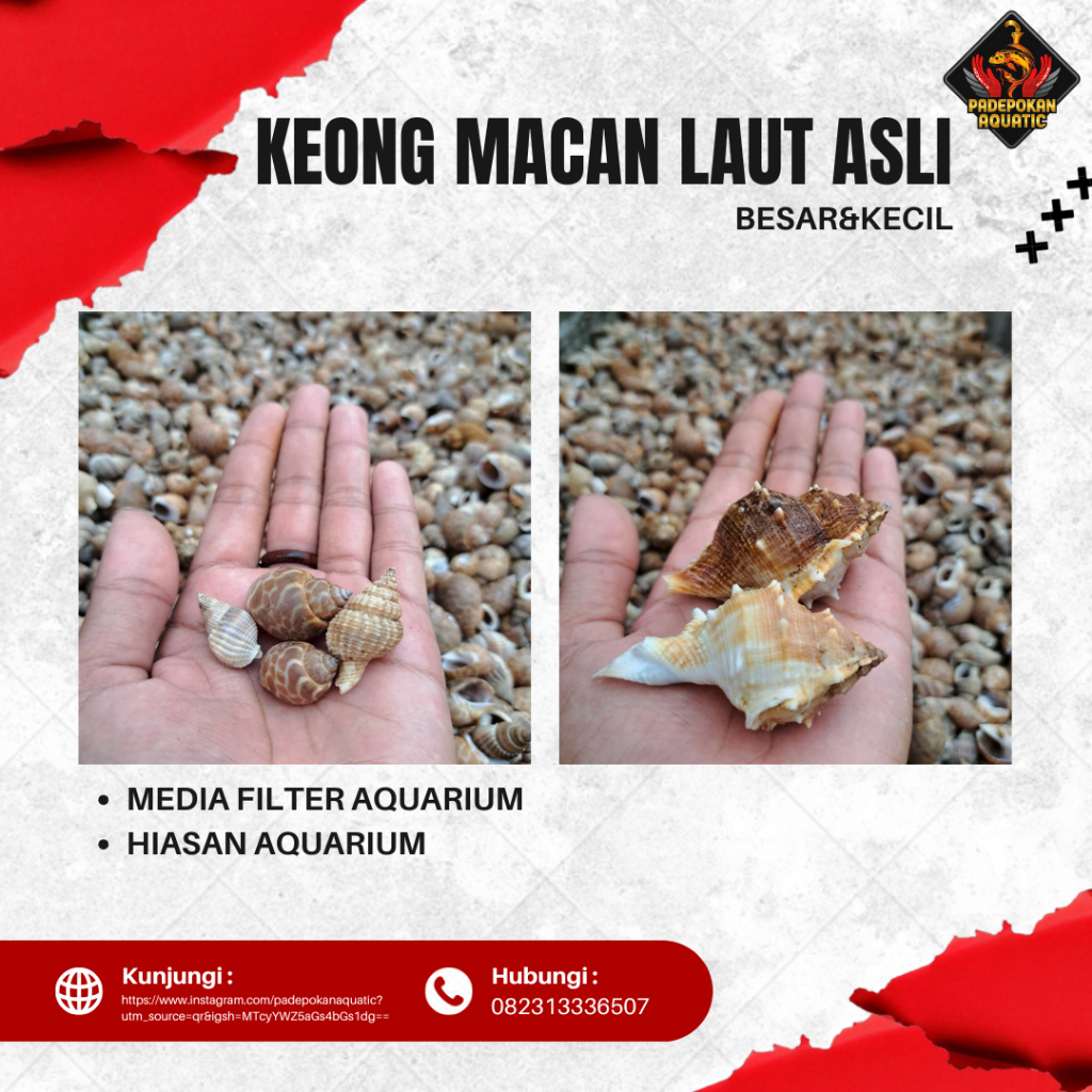 

Keong Macan Laut Asli, media fiter, hiasan aquarium