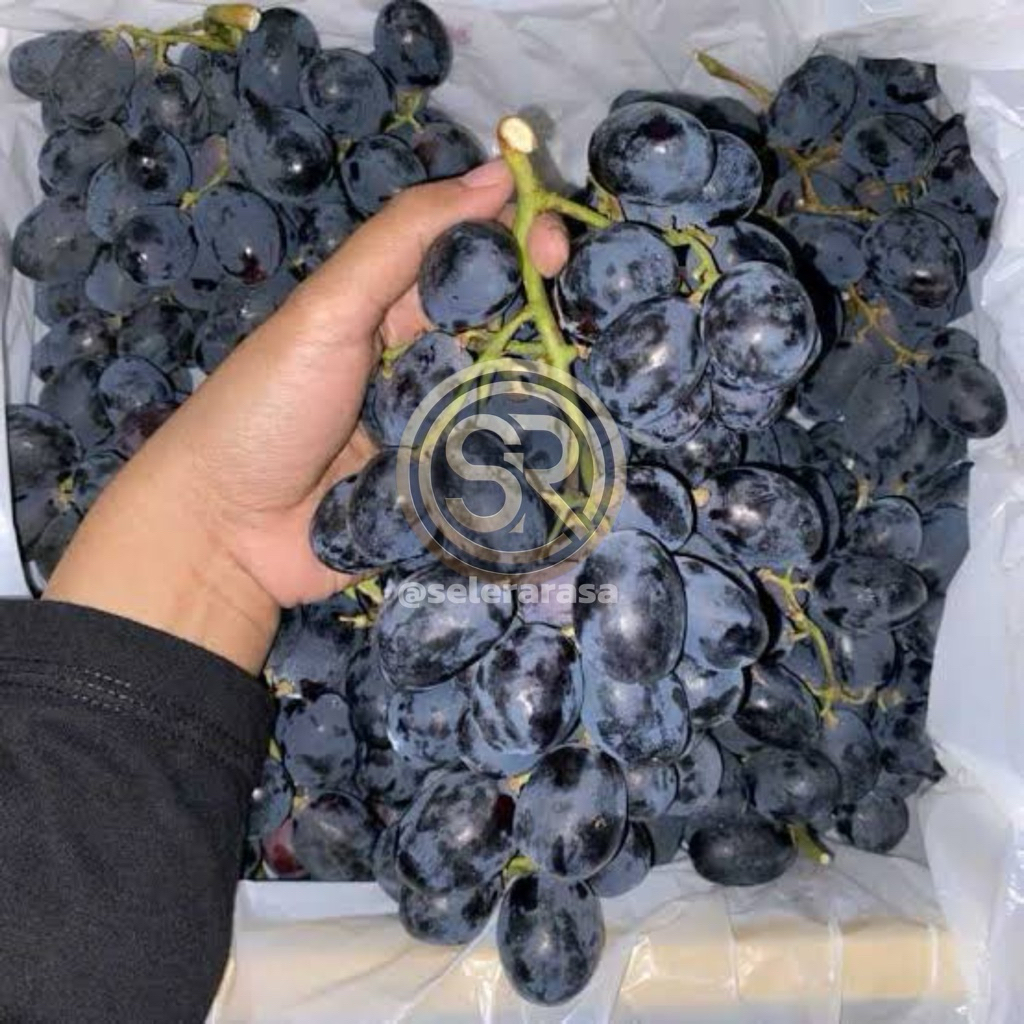 

Buah Angggur Hitam Manis Segar