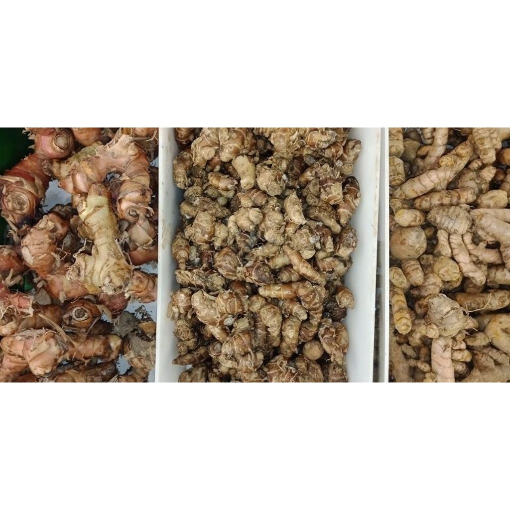 

Kunyit Jahe Kencur lengkuas