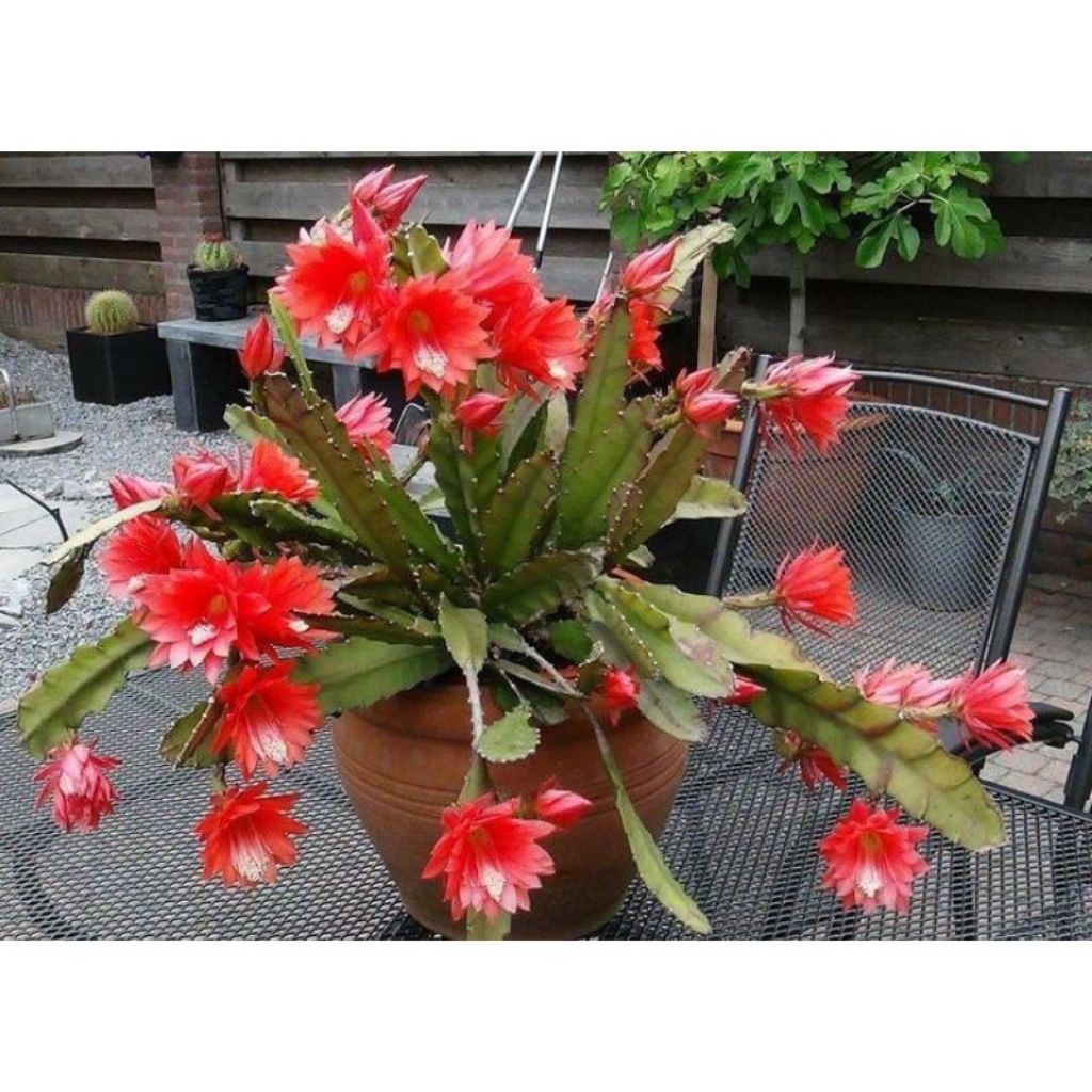 Dewasa Wijaya Kusuma Hybrid ID Ackermanii Bunga Merah