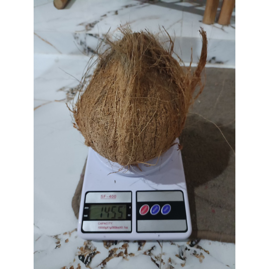 

Kelapa tua super isi 2 buah