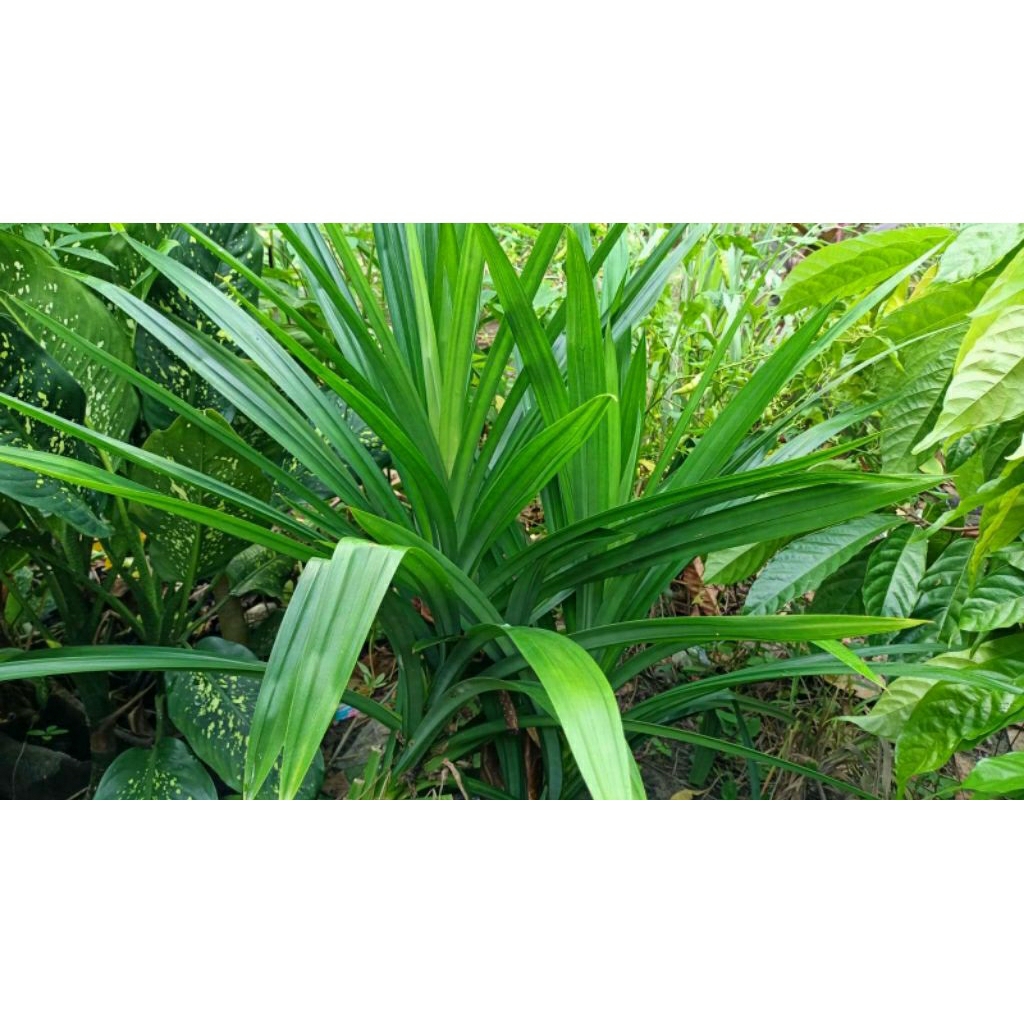 

Daun Pandan Fresh Langsung Petik (20 Lembar+Bonus)