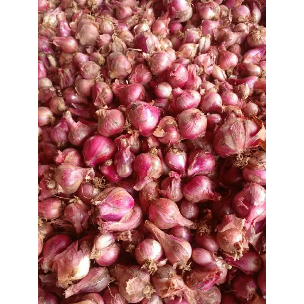 

Bawang merah 1kg