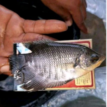 Bibit ikan gurame soang uk nyuper paket 10-25-50 ekor