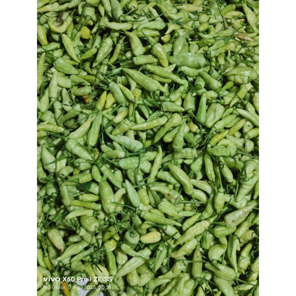

Cabe rawit putih super murah 1kg