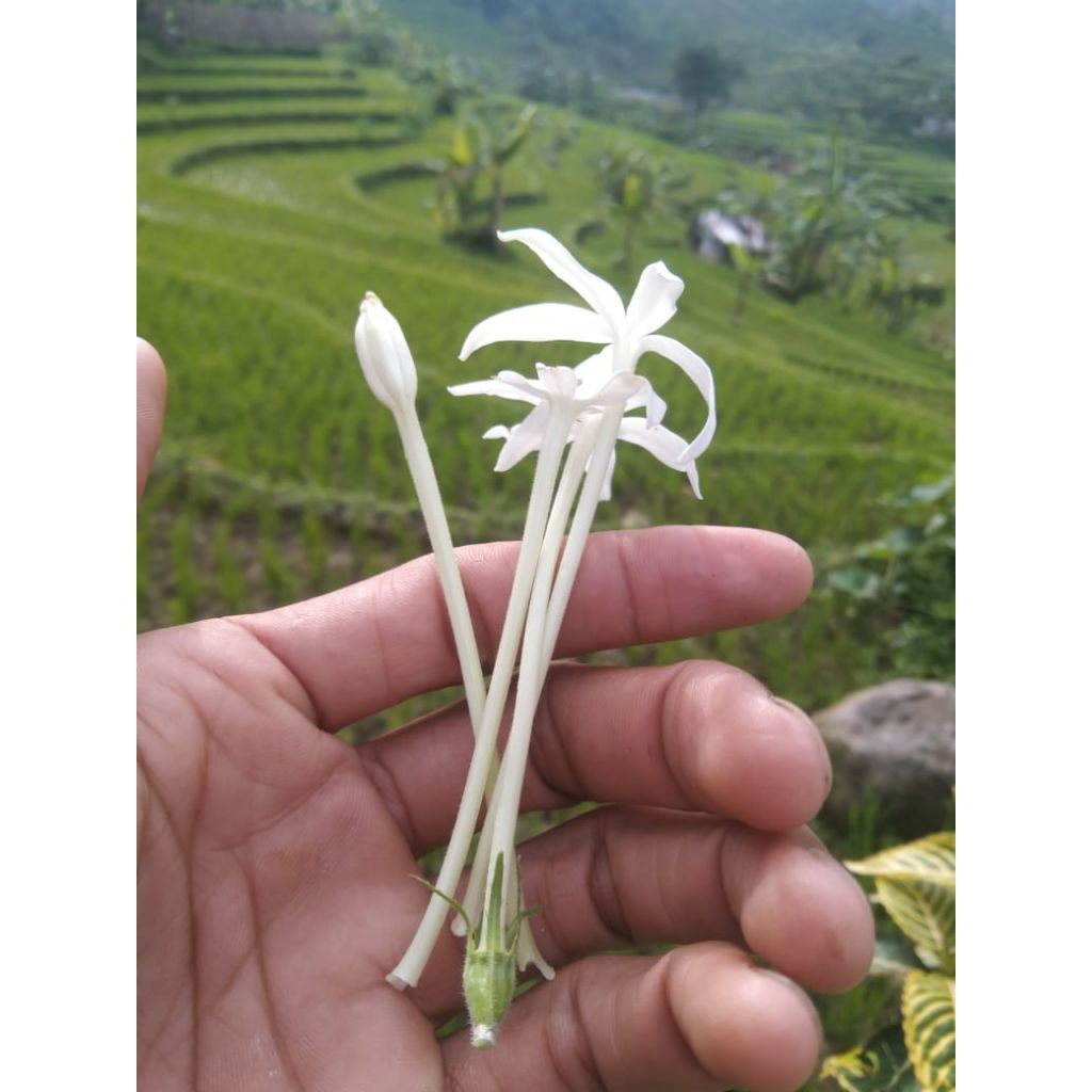 

Bunga kitolod segar 20pcs