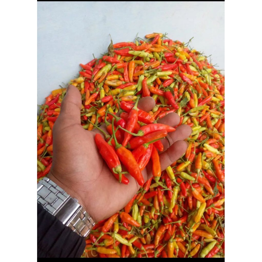 

CABE RAWIT MERAH ORI SEGAR 500gr -1000gr