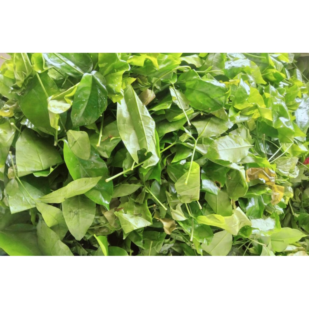

Daun Melinjo Muda Segar Fresh 250gr