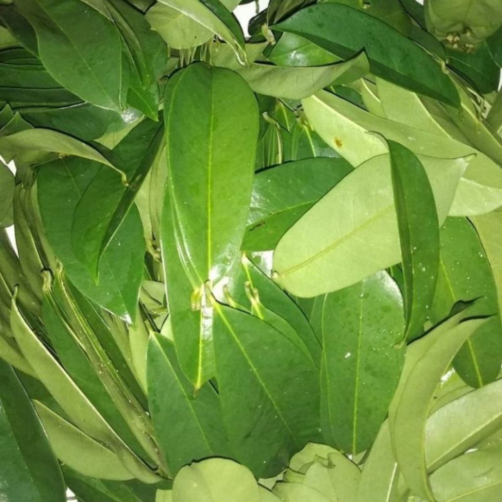 

daun sirsak fres obat kanker hipertensi