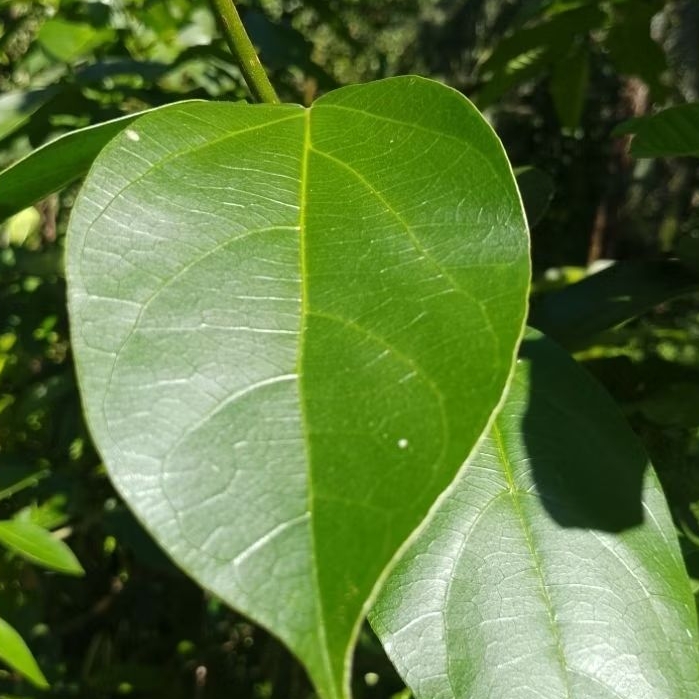 

daun cincou/ki panas obat herbal alami per 30 lembar