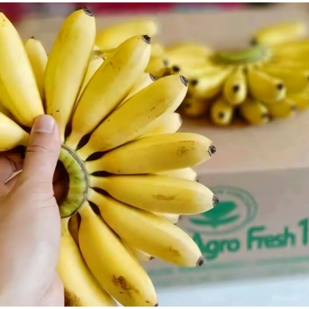 

Pisang Emas Asli 1 Sisir Termurah