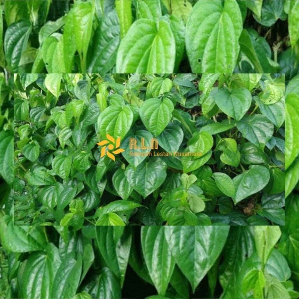 

daun sirih segar | daun sirih buat menghilangkan bau badan