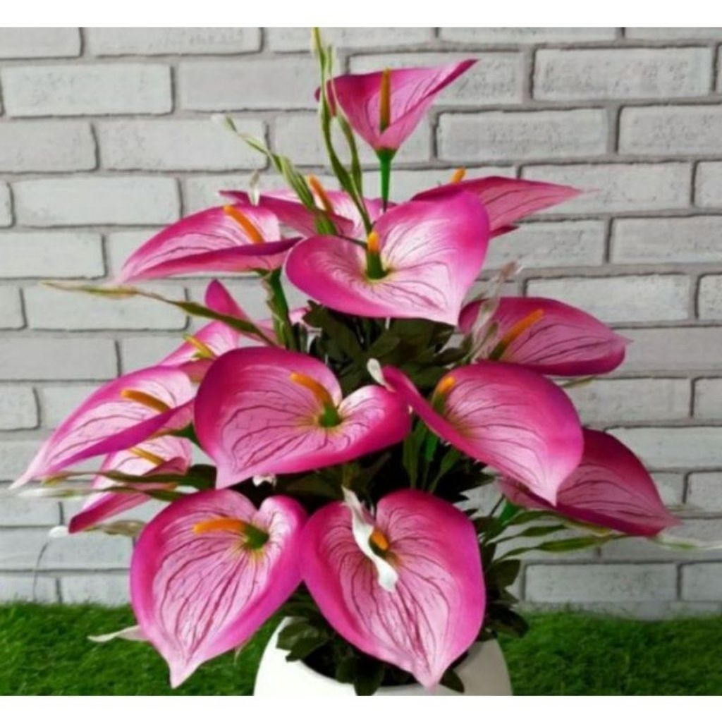 Anthurium mickey mouse pink / Tanaman anthurium mickey mouse