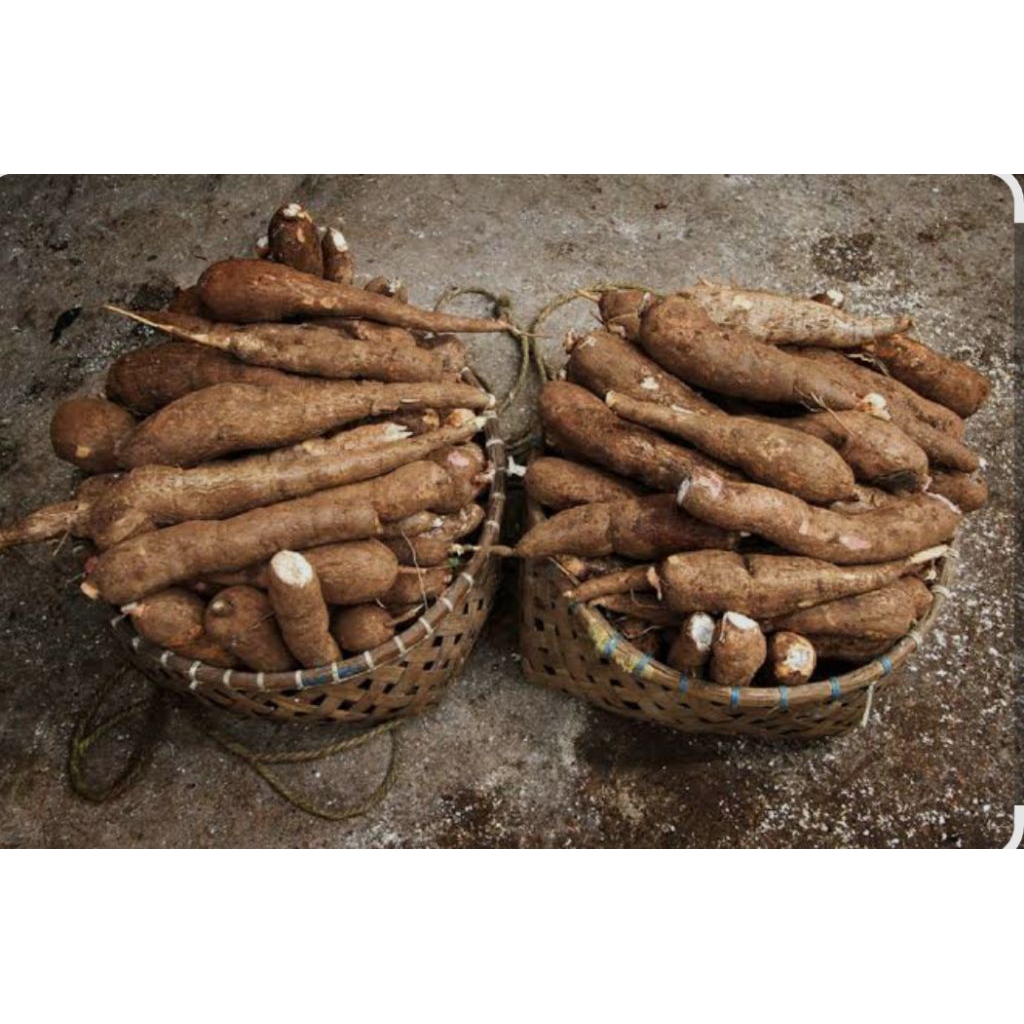 

UMBI SINGKONG Asli 1kg