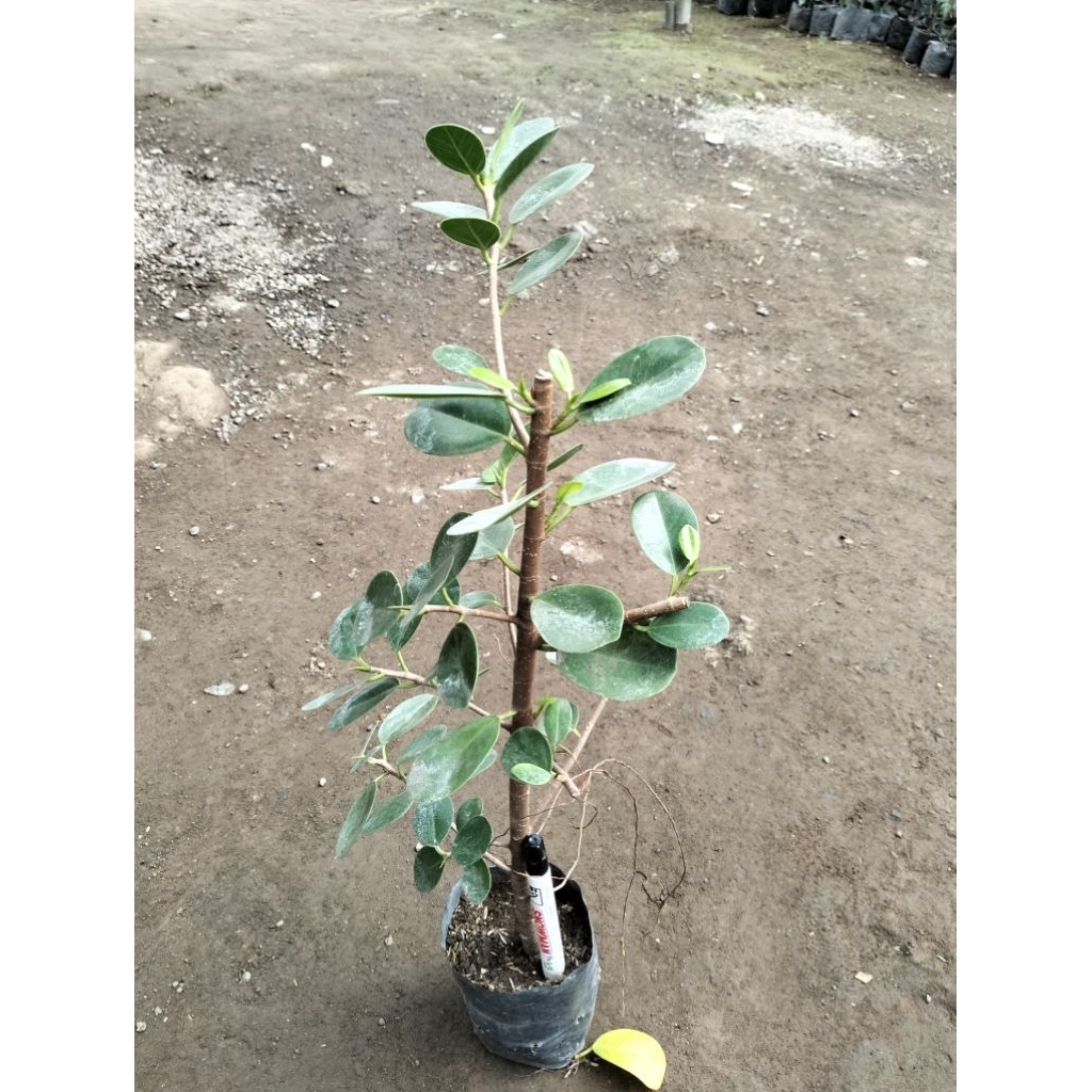 Beringin Dolar Tinggi 70 cm
