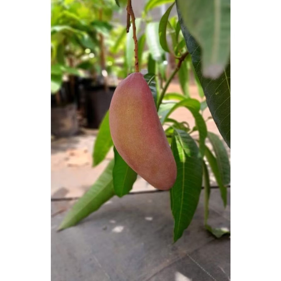 

Mangga Red Ivory fresh hasil kebun per kilo