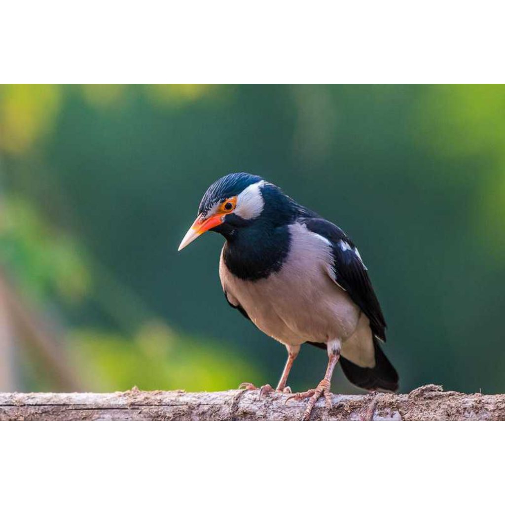 

Terbaru telur fertil telur burung jalak suren untuk ditetaskan