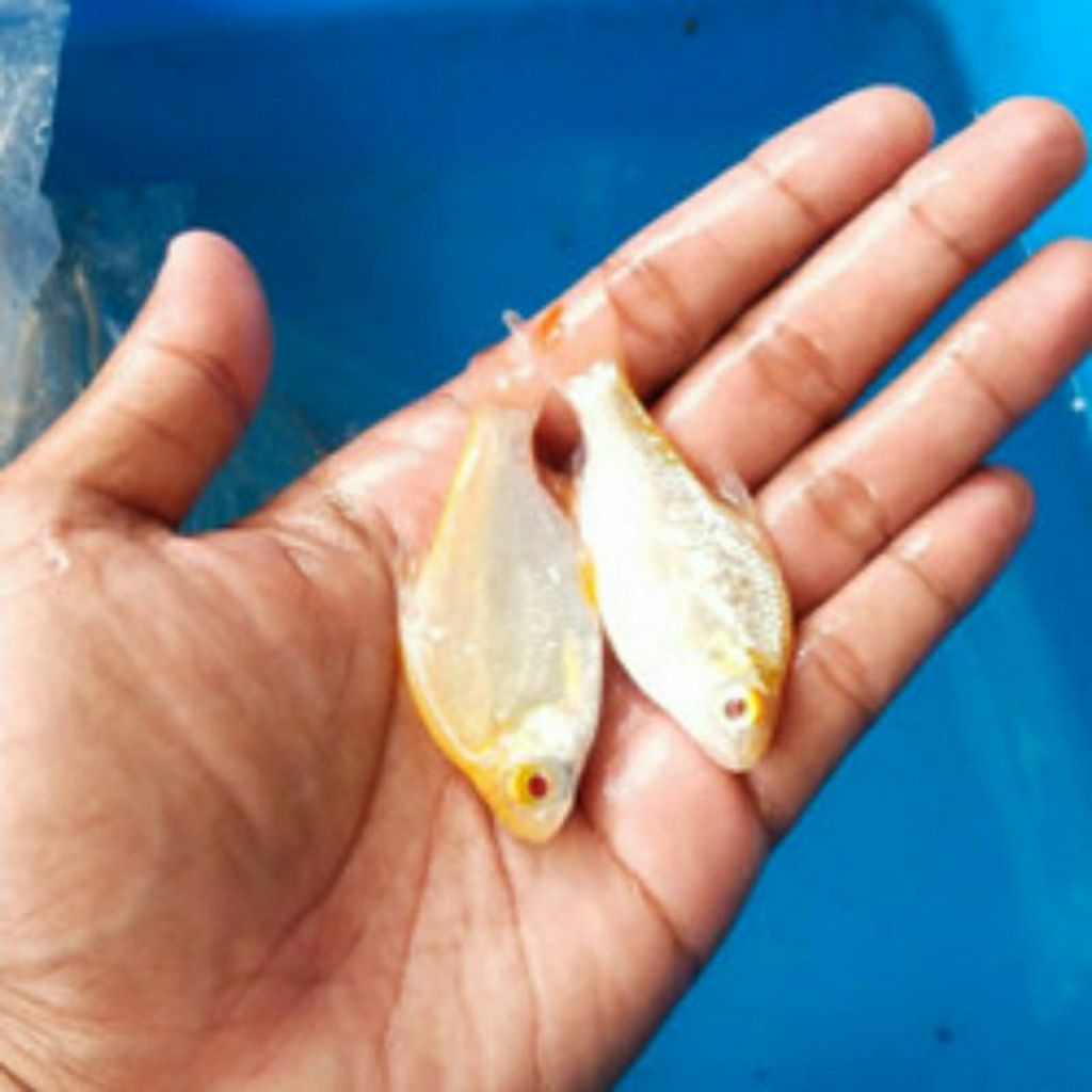 Kaviat pemakaman lumut dan kotoran ikan pemakan kutu pada ikan