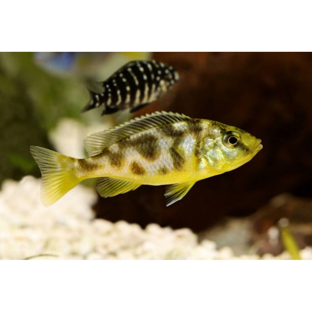 Hiasan Ikan Aquascape Cichlid Venustus