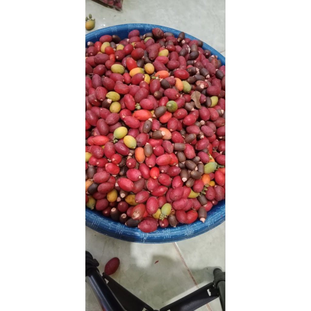 

kulit melinjo/Kulit tangkil segar merah merona 1kg