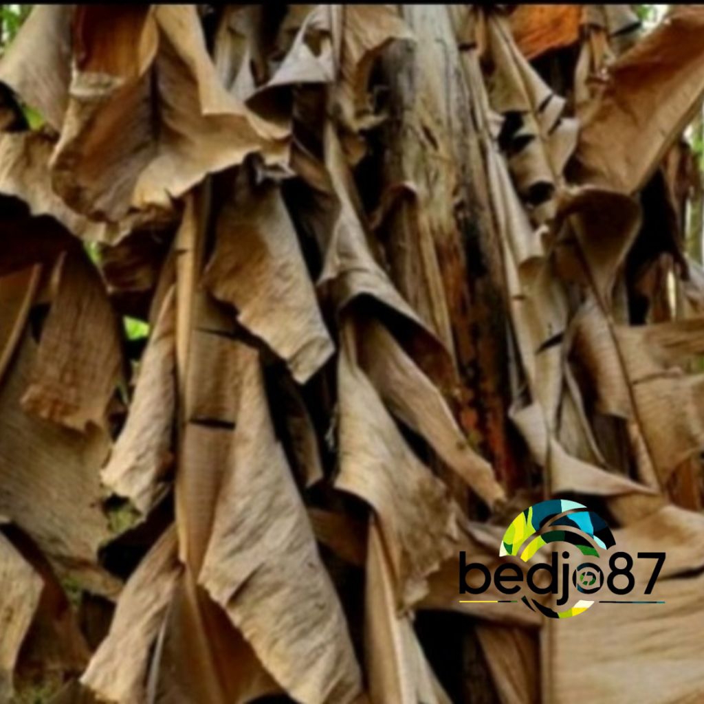 

BEDJO87 YPF//Klaras/daun pisang kering kemasan netto 100gram