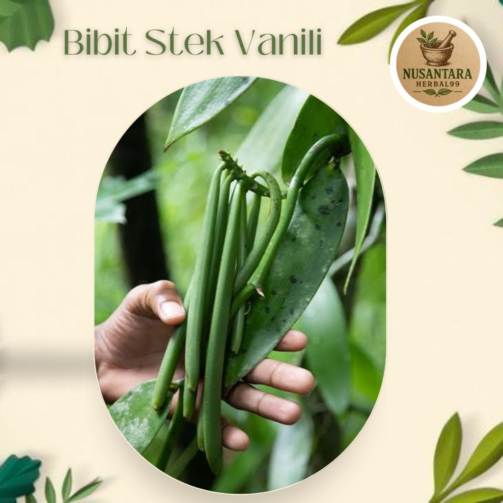 Bibit Vanili Unggul Stek Batang Vanili Siap Tanam