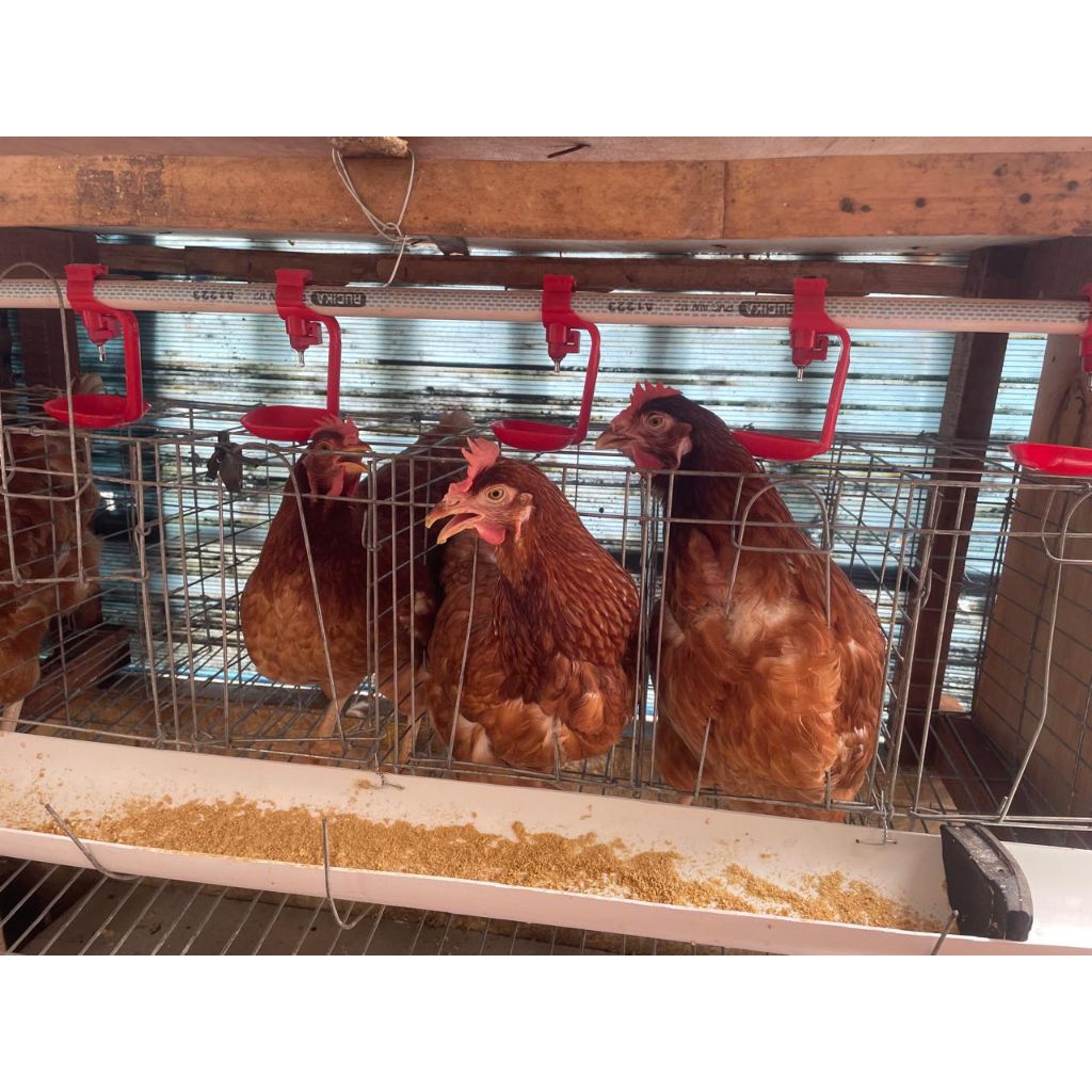 Ayam petelur / ayam telur / ayam petelur siap bertelur / ayam petelur 20-24 minggu / ayam petelur be