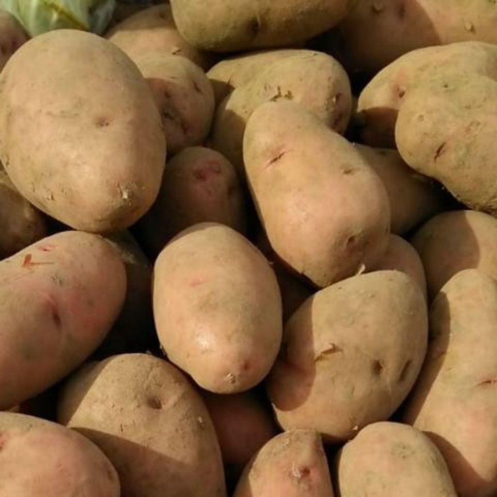 

kentang ukuran sedang asli Dieng 1kg